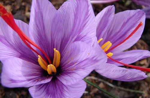 فروش شاخه گل مصنوعی زعفران