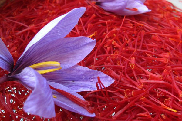 فروش شاخه گل مصنوعی زعفران